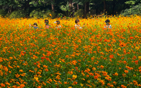 사진: 올림픽공원 들꽃마루 황화코스모스 만개된 꽃밭에서 인증 샷을 담고있다 (류재림 편집위원 25.9.30일 갤럭시S24 울트라 촬영 )