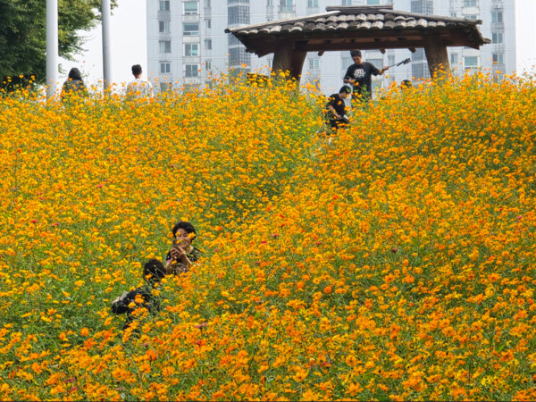 사진: 올림픽공원 들꽃마루 황화코스모스 만개된 꽃밭에서 인증 샷을 담고있다2 (류재림 편집위원 25.9.30일 갤럭시S24 울트라 촬영 )