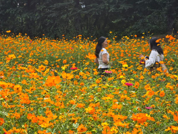 사진: 올림픽공원 들꽃마루 황화코스모스 만개된 꽃밭에서 인증 샷을 담고있다3 (류재림 편집위원 25.9.30일 갤럭시S24 울트라 촬영 )