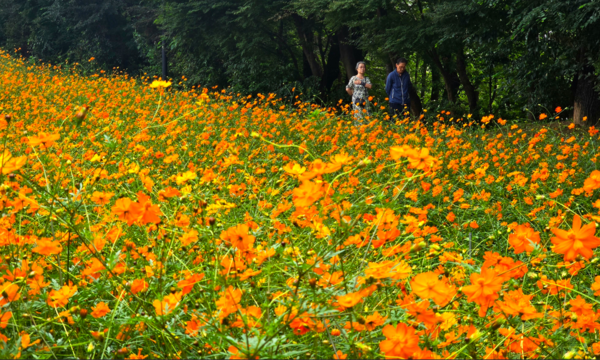 사진; 올림픽공원 들꽃마루 황화코스모스 만개된 꽃밭을 걷고있다3 (2) (류재림 편집위원 25.9.30일 갤럭시S24 울트라 촬영 )