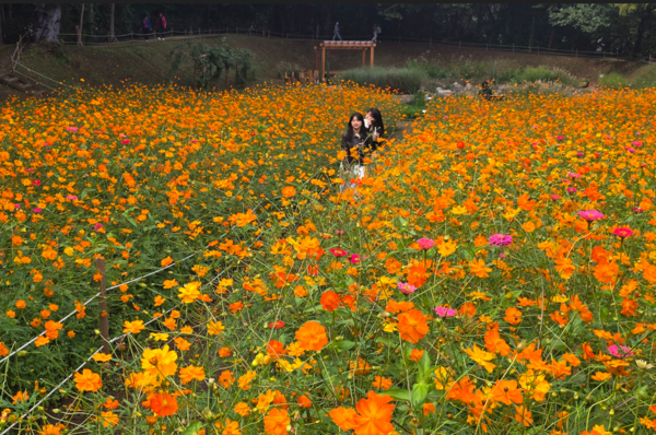 사진; 올림픽공원 들꽃마루 황화코스모스 만개된 꽃밭을 걷고있다3 (류재림 편집위원 25.9.30일 갤럭시S24 울트라 촬영 )