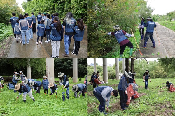 컴투스 선유도 공원 생태 교란종 제거 봉사활동 현장(사진=컴투스 제공)