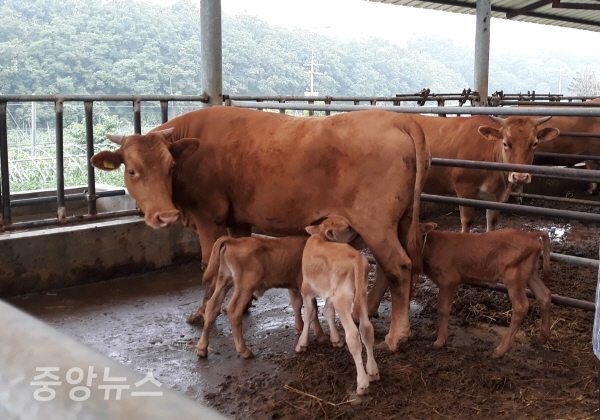 충청도의 한 축산 농가 모습 (사진=중앙뉴스DB)